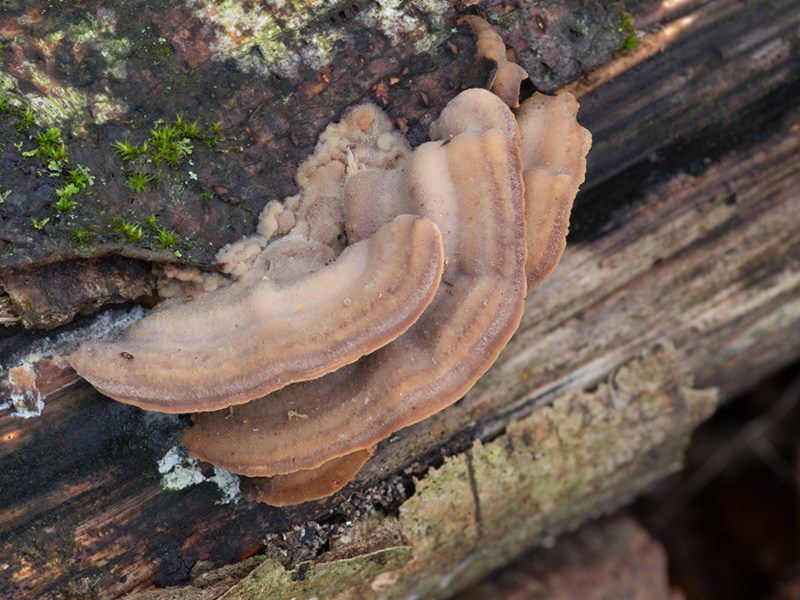 Antrodiella fragrans Metuloidea fragrans Antrodiella fragrans